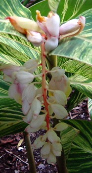 alpinia zerumbet 'variegata', variegated shell ginger